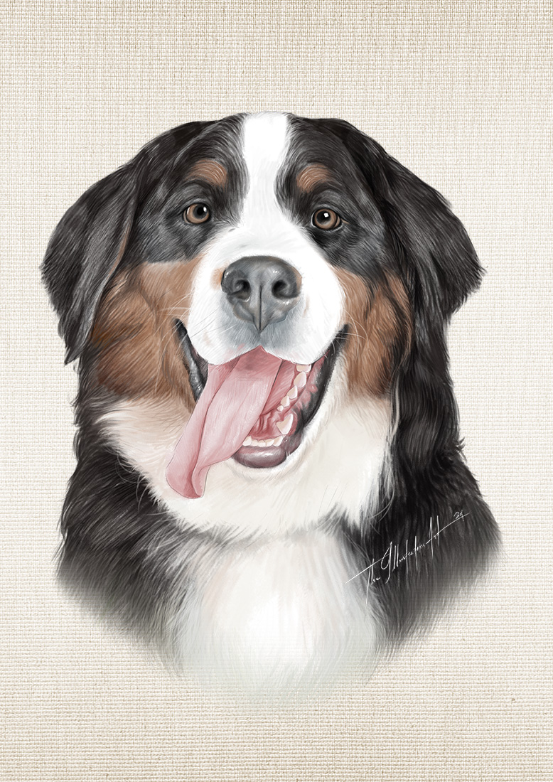 Portrait of a Bernese mountain dog